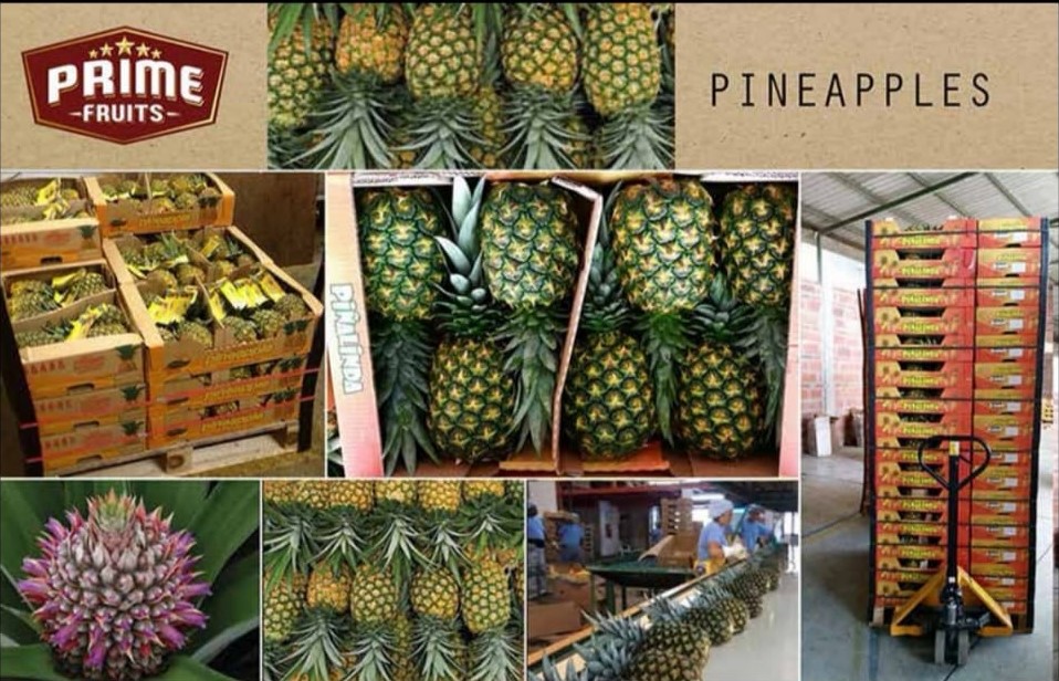 Pineapples / Ananas - Image 3