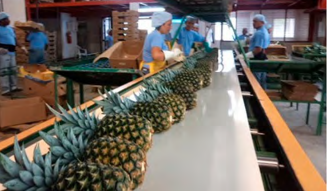 Pineapples / Ananas - Image 4