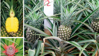 Pineapples / Ananas - Image 5