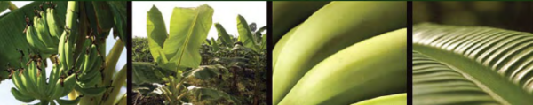 Green Plantain - Image 3
