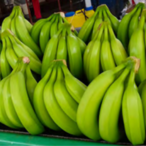 Conventional Banana